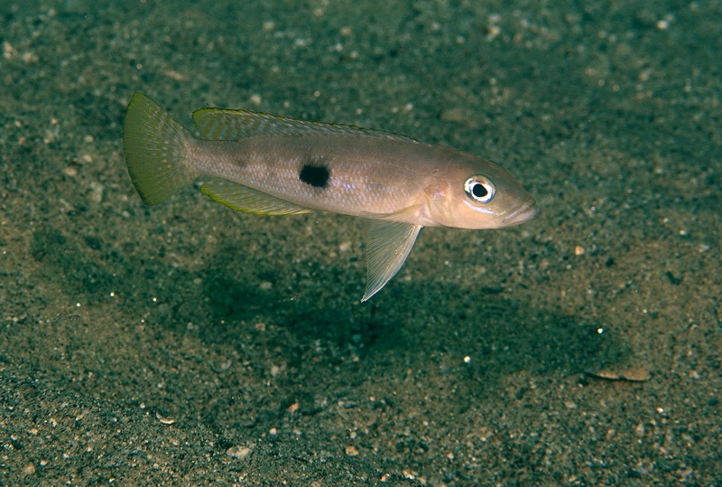 Lepidiolamprologus sp. 'hecqui mahale' Miyako Point